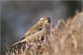 <p>VRABEC DOMÁCÍ (Passer domesticus) /House sparrow - Haussperling/</p>